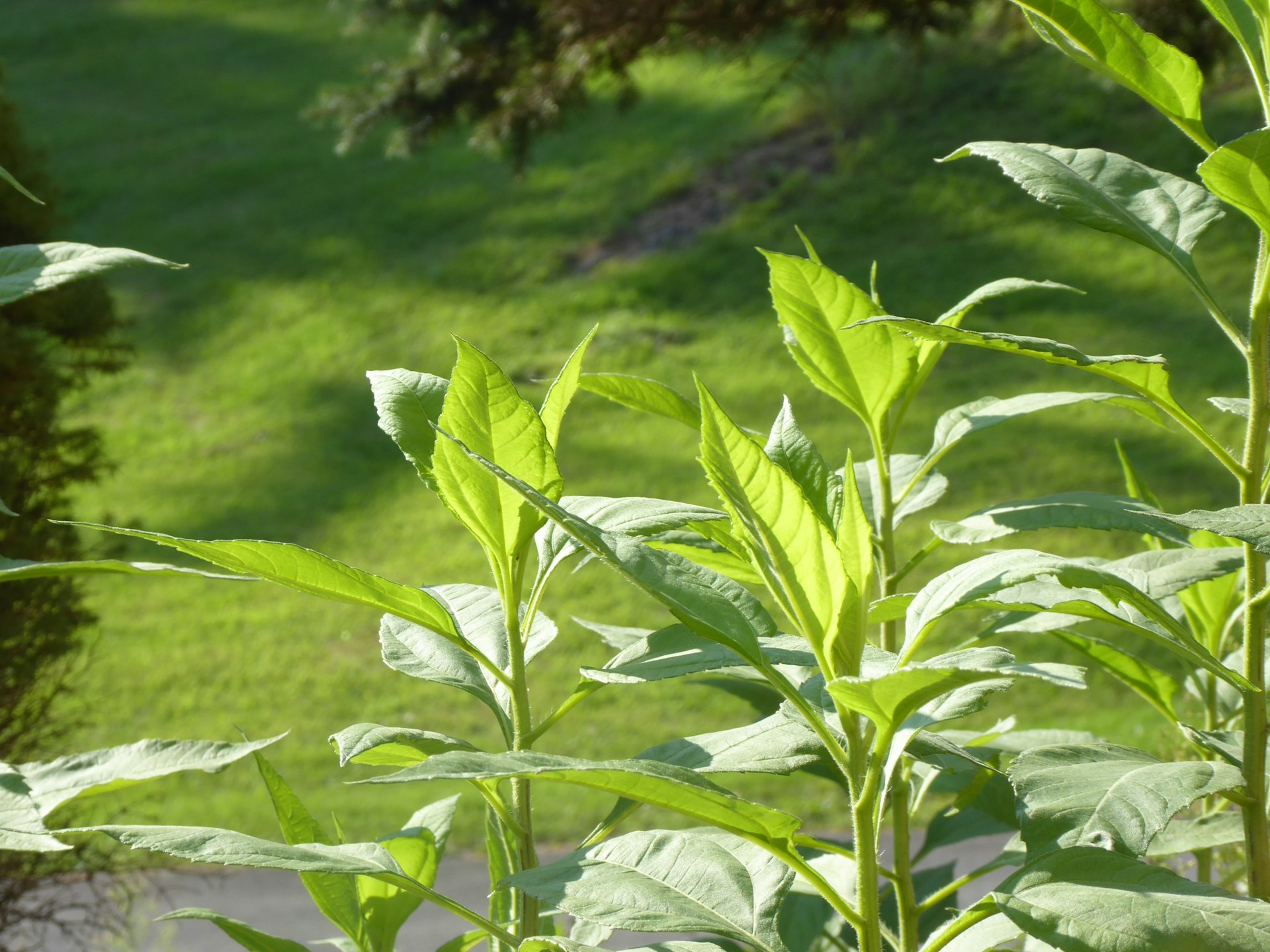 A close up of a green plant in a field